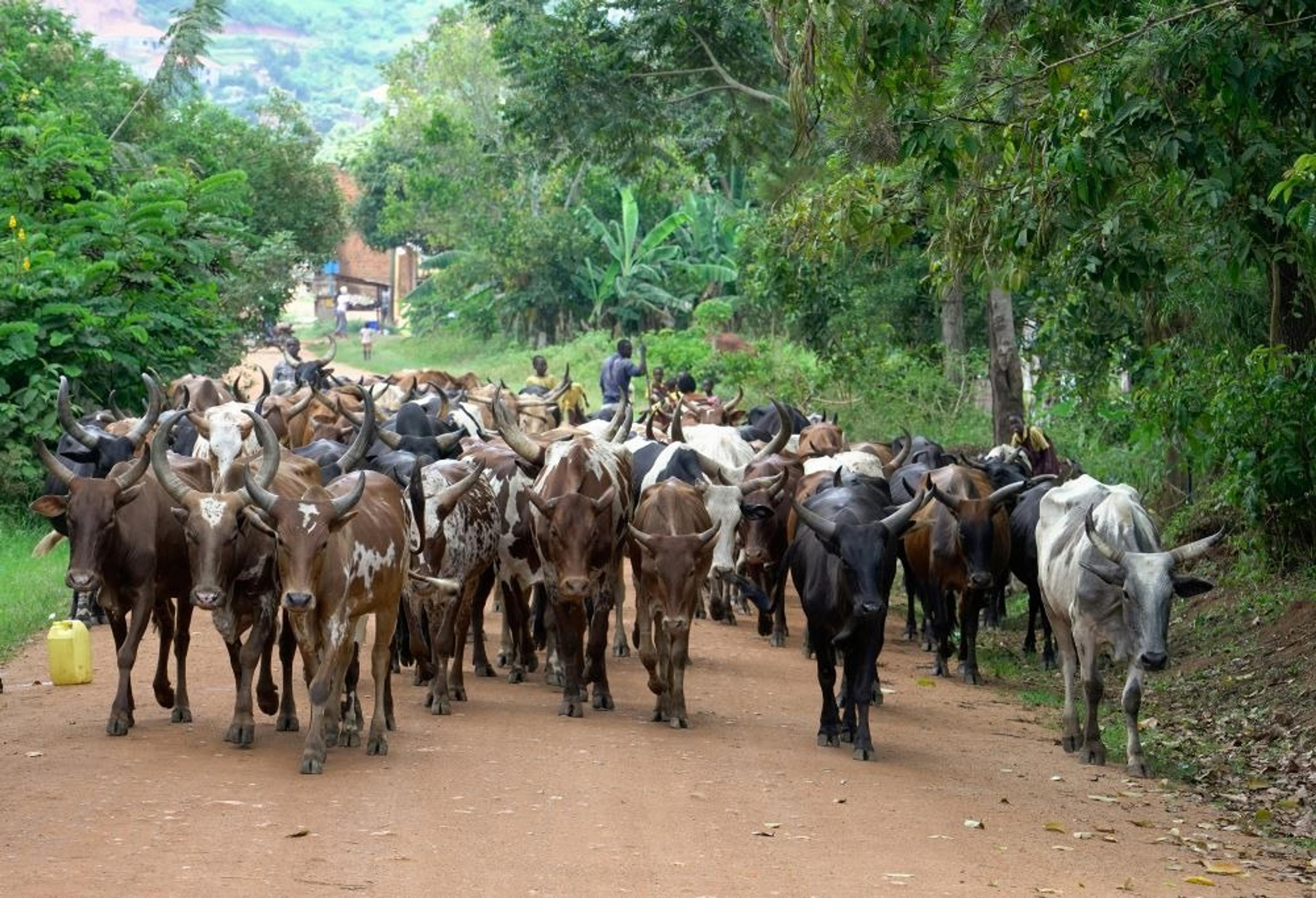 Cows on the road