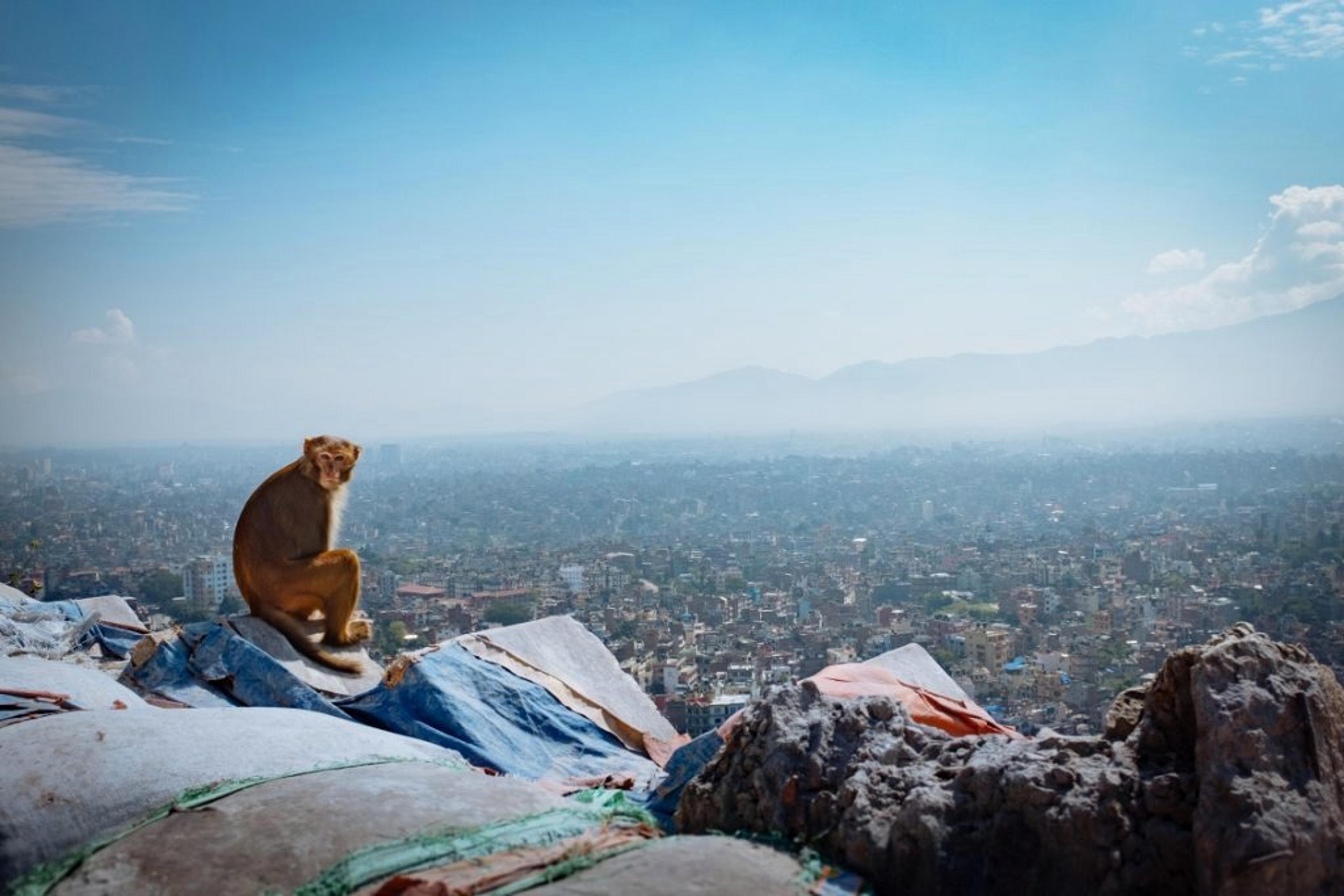 Monkey looking out over Kathmandu