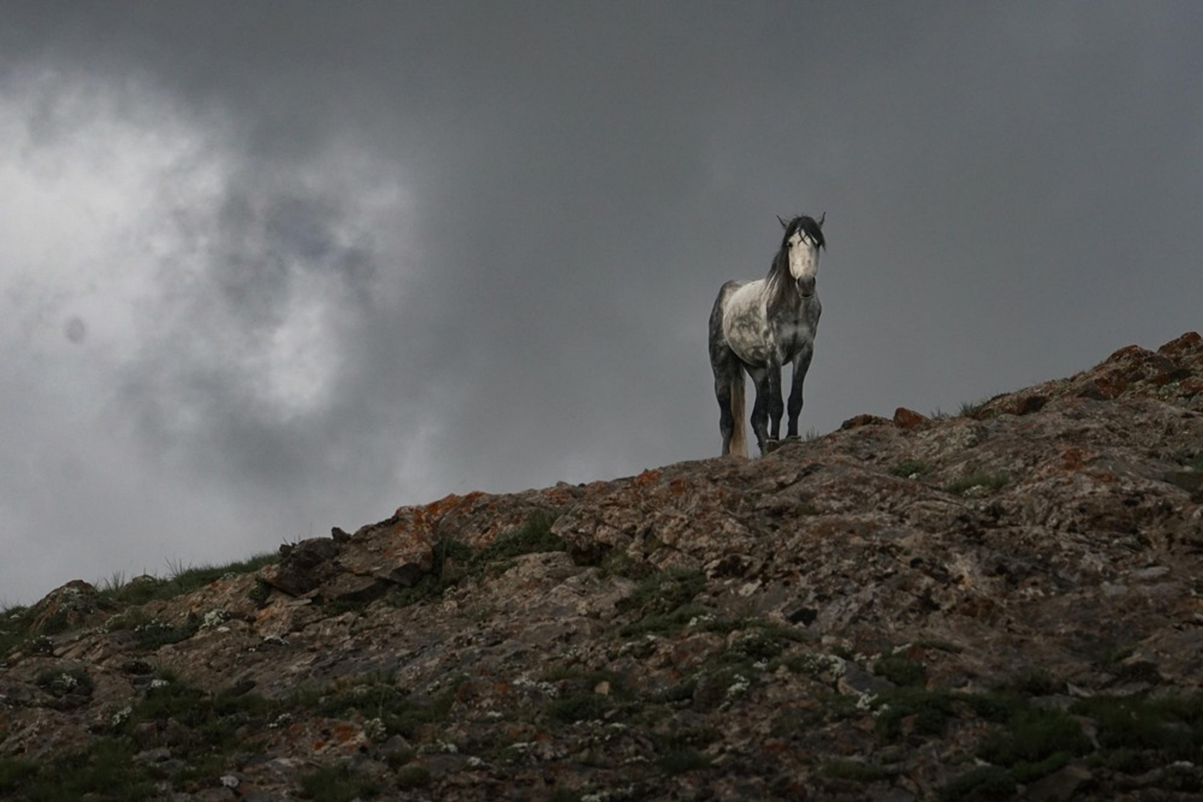 A wild horse stands atop a rugged, rocky hill in Kyrgyzstan under a moody, overcast sky.