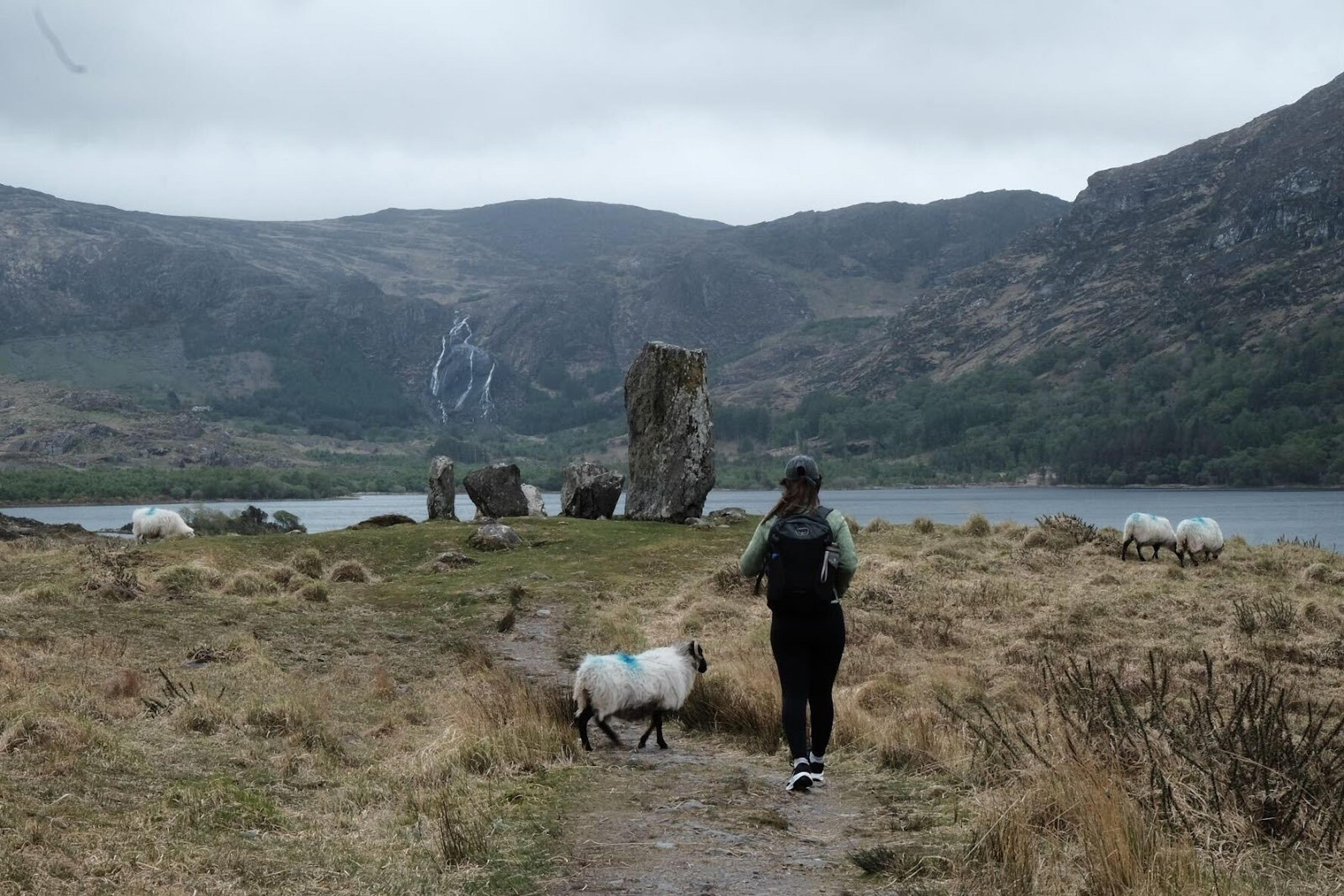 Woman walking towards standing stones, accompanied by sheep