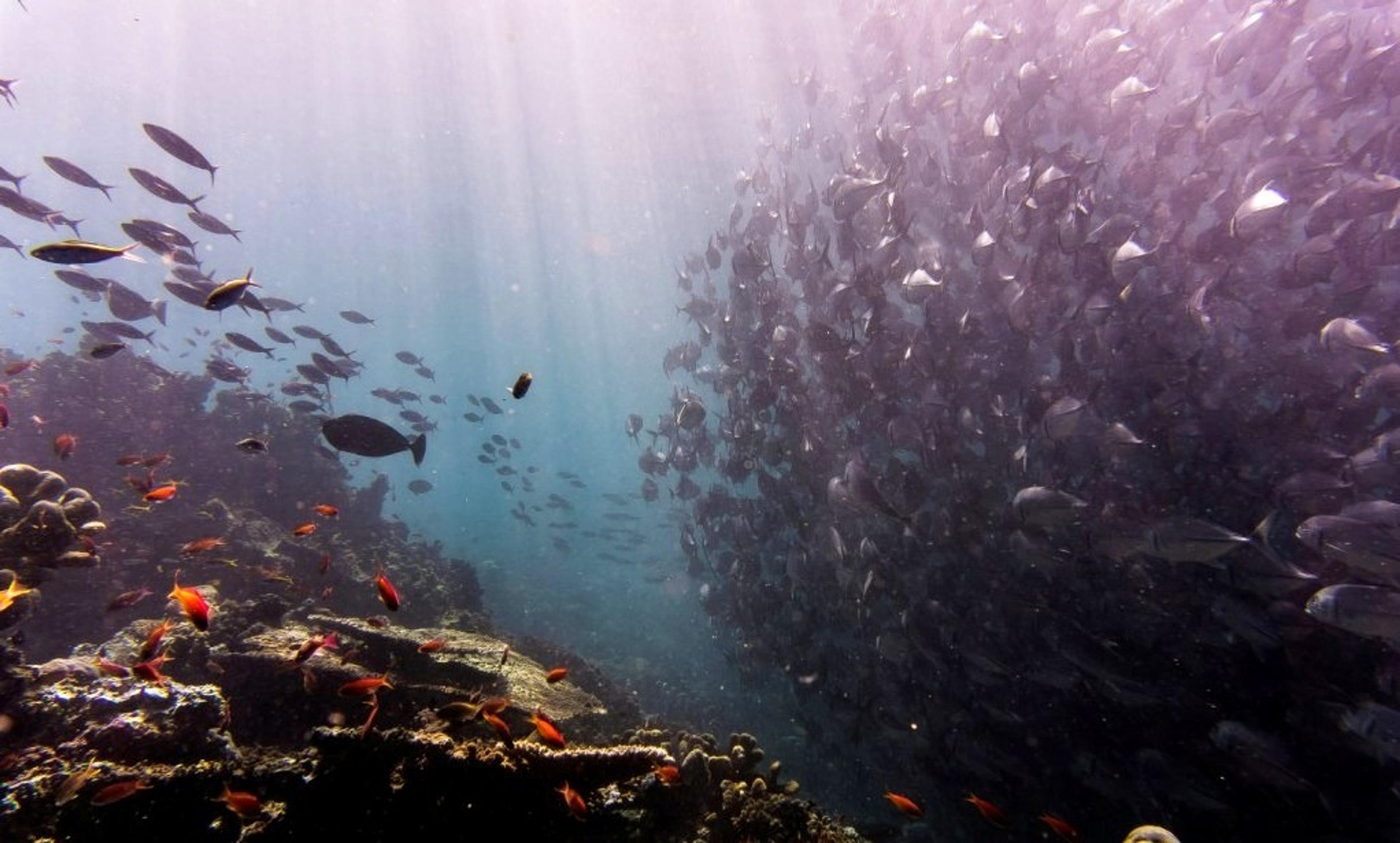 Diving in Malaysia