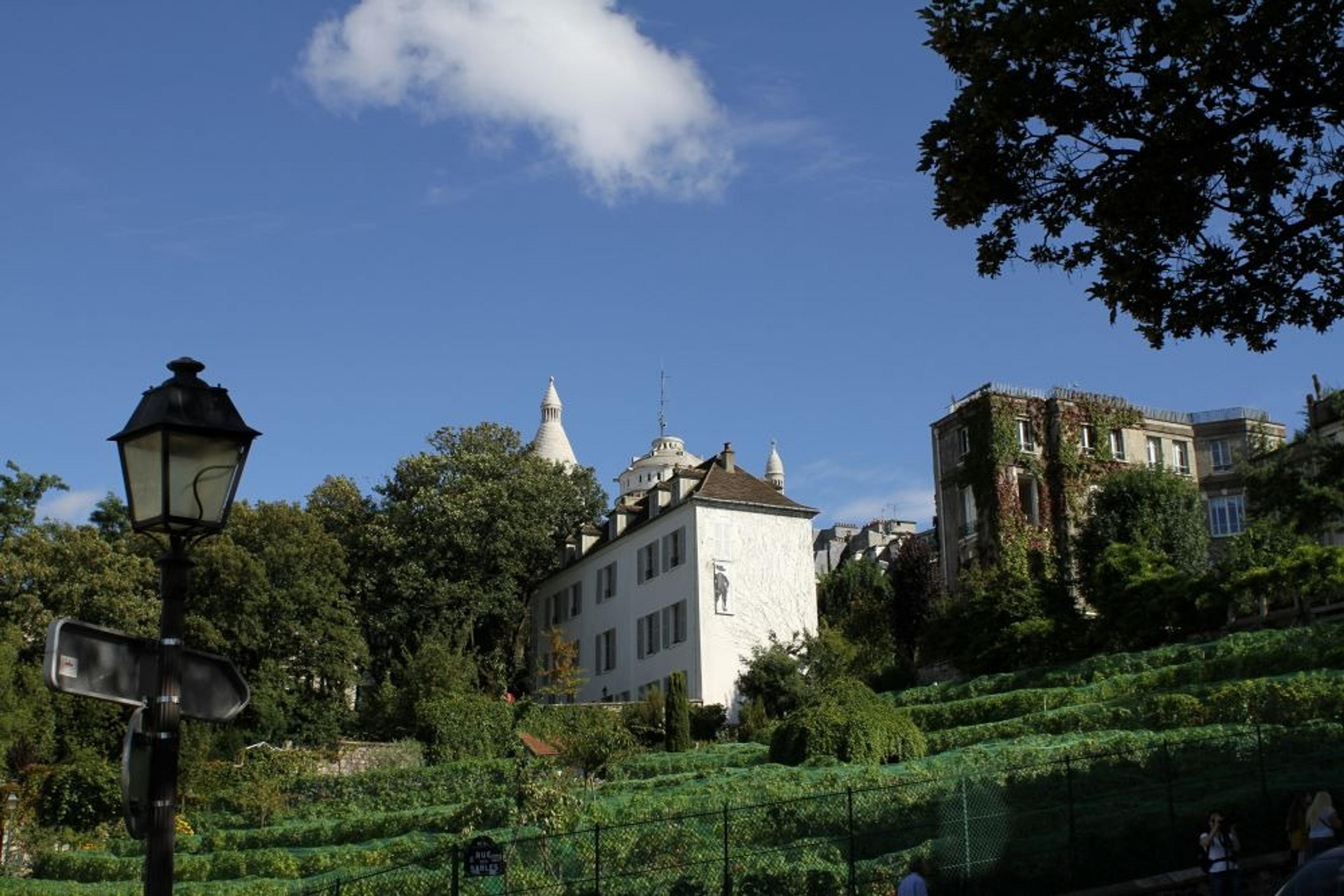 Vineyard on a hill among Parisian buildings