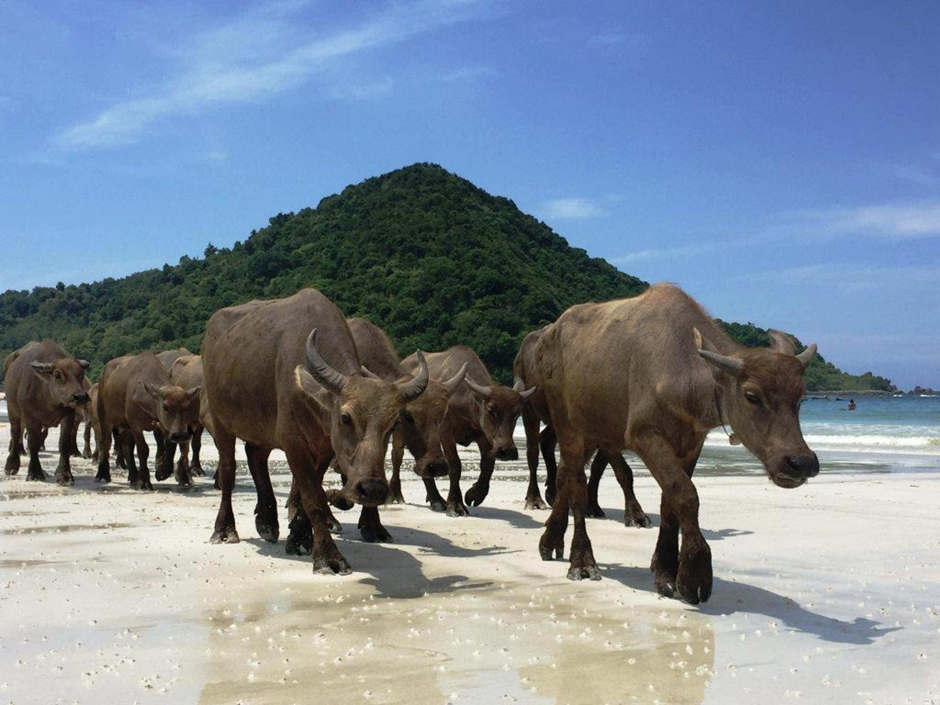 Water buffalo on the beach